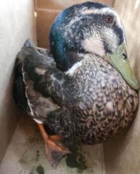 1-13 -  Duck Bird for Adoption in San Antonio, Texas - 1-13 | PetCurious