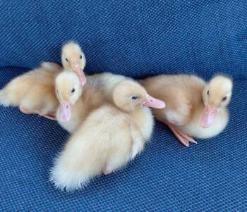 Scout / Charlie / Bitty -  Duck Bird for Adoption in Eagle Mountain, Utah - Scout / Charlie / Bitty | PetCurious
