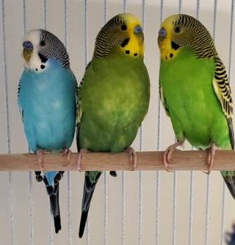 Budgie Budgerigar Birds Available for Adoption in Fairfax, Virginia - Gabriel | PetCurious