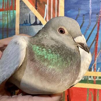 Suds -  Pigeon Bird for Adoption in Chicago, Illinois - Suds | PetCurious