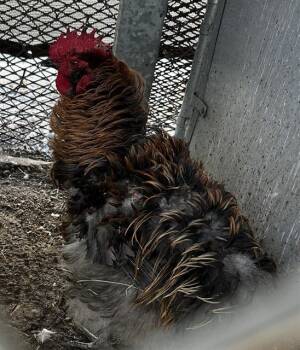 DAZZLE -  Chicken Bird for Adoption in Martinez, California - DAZZLE | PetCurious