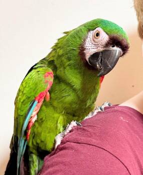 Macaw Birds Available for Adoption in Ballwin, Missouri - Bobo | PetCurious