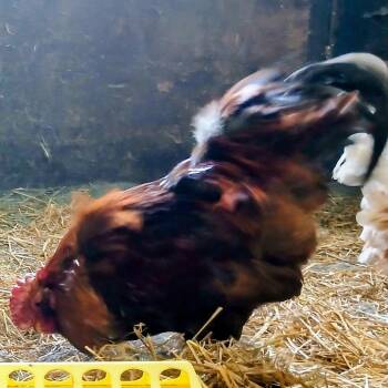 Rocks -  Chicken Bird for Adoption in Fairport, New York - Rocks | PetCurious