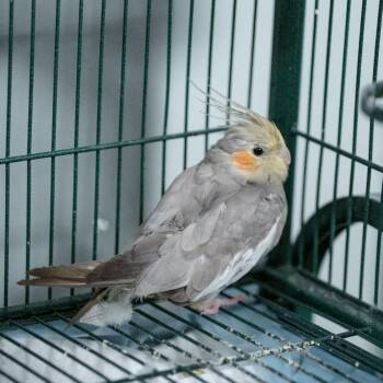 Peanut Chew -  Cockatiel Bird for Adoption in Chester Springs, Pennsylvania - Peanut Chew | PetCurious