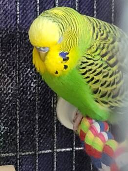 Jasper, Ringo, Jade and Twitch -  Parakeet Bird for Adoption in Hinckley, Illinois - Jasper, Ringo, Jade And Twitch | PetCurious