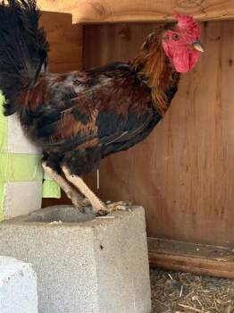 MAVERICK -  Chicken Bird for Adoption in Pueblo, Colorado - MAVERICK | PetCurious