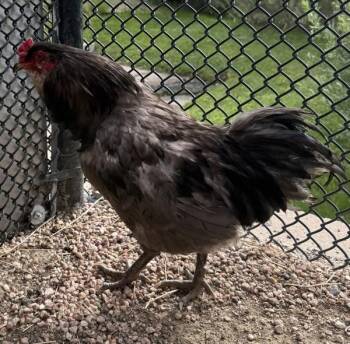 Tow Mater -  Chicken Bird for Adoption in Golden, Colorado - Tow Mater | PetCurious