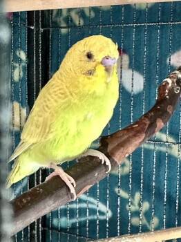Parakeet Birds Available for Adoption in Andover, Connecticut - Pina Colada  | PetCurious