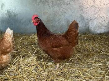 Chicken Birds Available for Adoption in Colorado Springs, Colorado - GOOSE | PetCurious