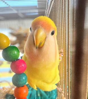 Lovebird Birds Available for Adoption - Lesedi | PetCurious