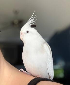 Cockatiel Birds Available for Adoption in Ballwin, Missouri - Butters | PetCurious