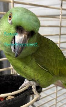 Roscoe -  Amazon Bird for Adoption in Wakefield, Virginia - Roscoe | PetCurious