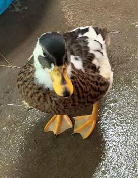 TURMERIC -  Duck Bird Available for Adoption in Union, Missouri - TURMERIC | PetCurious