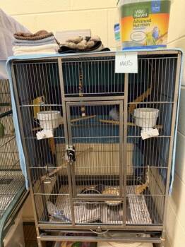 Budgie Budgerigar Birds Available for Adoption - Legend Of Zelda | PetCurious