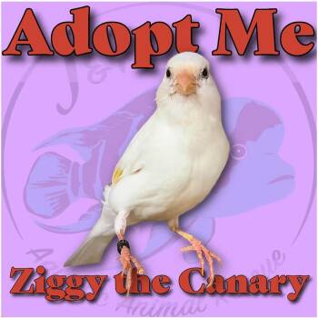 Ziggy the Canary -  Canary Bird for Adoption in Neenah, Wisconsin - Ziggy The Canary | PetCurious