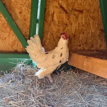 Cashew -  Chicken Bird for Adoption in Cheyenne, Wyoming - Cashew | PetCurious