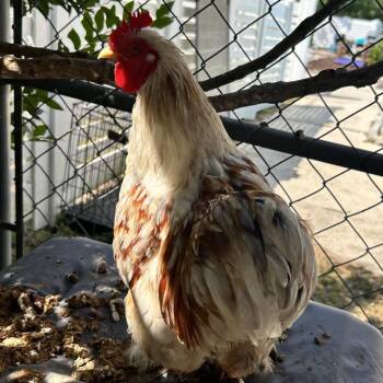 Marjie -  Chicken Bird for Adoption in Newport, North Carolina - Marjie | PetCurious