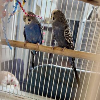 Rooney Doodle -  Parakeet Bird for Adoption in Glenwood Springs, Colorado - Rooney Doodle | PetCurious