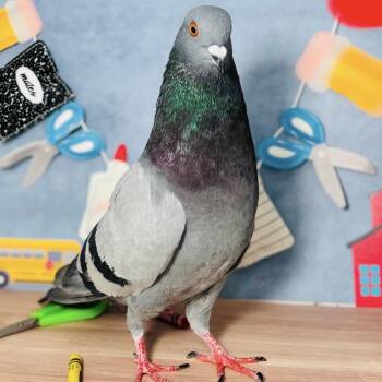 Osaka -  Pigeon Bird for Adoption in Chicago, Illinois - Osaka | PetCurious