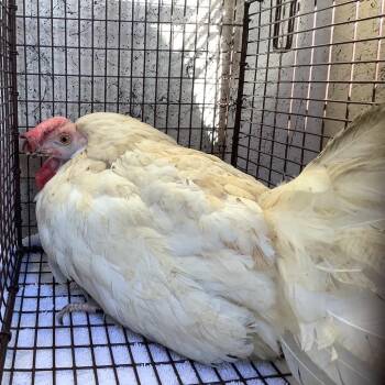 IVHS-Stray-143204 -  Chicken Bird for Adoption in San Gabriel, California - IVHS-Stray-143204 | PetCurious