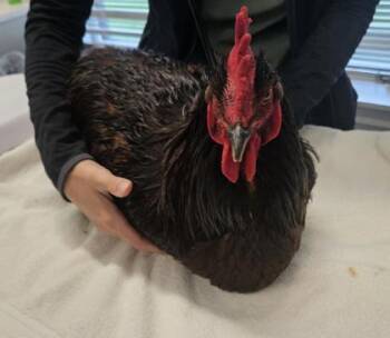Chicken Birds Available for Adoption in Lafayette, Indiana - Lord Reginald | PetCurious