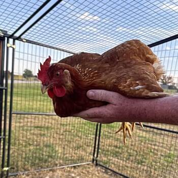 Twix -  Chicken Bird for Adoption in Saint Joseph, Missouri - Twix | PetCurious