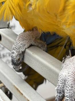Macaw Birds Available for Adoption in Inverness, Florida - Morocco | PetCurious