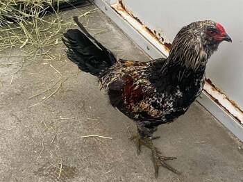 MANGO -  Chicken Bird for Adoption in Tustin, California - MANGO | PetCurious