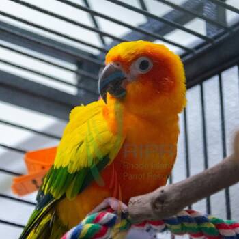 Gracie -  Conure Bird for Adoption in West Warwick, Rhode Island - Gracie | PetCurious