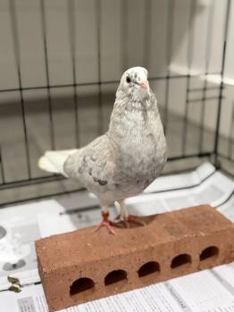 Pigeon Birds Available for Adoption in Eagle Mountain, Utah - Pee-Wee | PetCurious