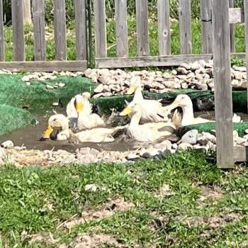 Duck Birds Available for Adoption in Quakertown, Pennsylvania - Pekin 2 | PetCurious