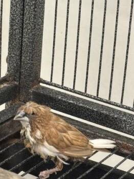 Ringo -  Finch Bird for Adoption in New Hope, Pennsylvania - Ringo | PetCurious