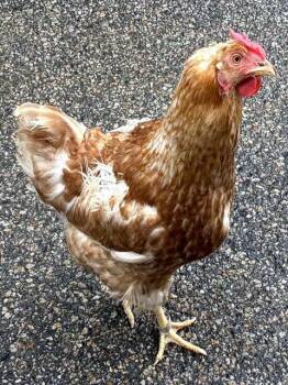 MARGOT -  Chicken Bird for Adoption in Dedham, Massachusetts - MARGOT | PetCurious