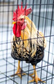 Rooster 24905 -  Chicken Bird for Adoption in Monroe, Georgia - Rooster 24905 | PetCurious
