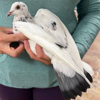 Pigeon Birds Available for Adoption in Chicago, Illinois - Flair | PetCurious