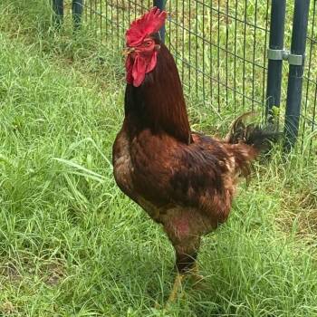 Rooster -  Chicken Bird for Adoption in Tulsa, Oklahoma - Rooster | PetCurious