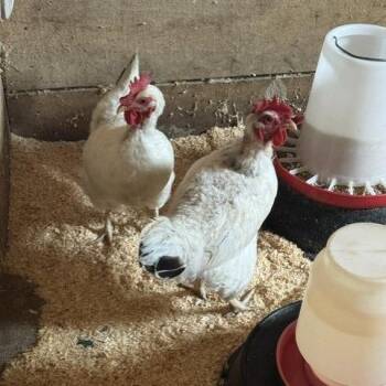 Opal -  Chicken Bird for Adoption - Opal | PetCurious