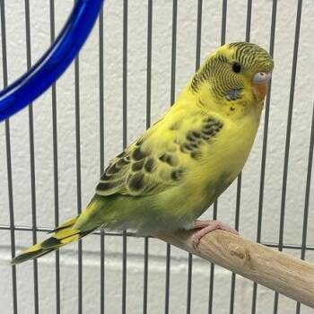 Meryl Cheep -  Parakeet Bird for Adoption in Dayton, Ohio - Meryl Cheep | PetCurious