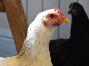 LEO -  Chicken Bird for Adoption in Loveland, Colorado - LEO | PetCurious