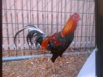 Chicken Birds Available for Adoption - ROOSTER #1 | PetCurious