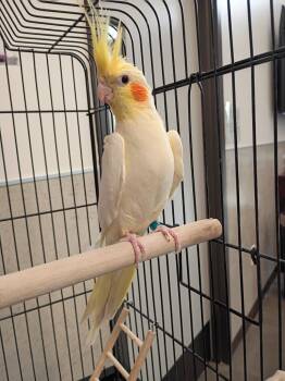 Cockatiel Birds Available for Adoption in Clarksville, Tennessee - Moemoe | PetCurious