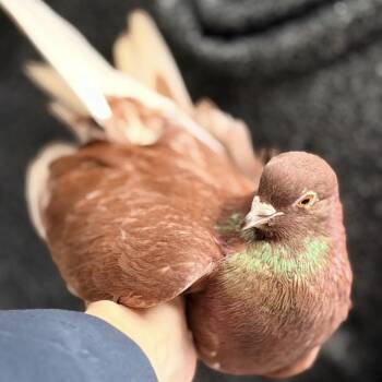 Sarsaparilla -  Pigeon Bird for Adoption in Chicago, Illinois - Sarsaparilla | PetCurious