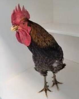 Chicken Birds Available for Adoption in Manassas, Virginia - Stormtrooper (ID 50910/1075) | PetCurious