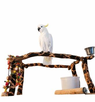 Upcoming Rascal 15 YOM Sulfur Crested Cockatoo -  Cockatoo Bird for Adoption in Vancouver, Washington - Upcoming Rascal 15 YOM Sulfur Crested Cockatoo | PetCurious