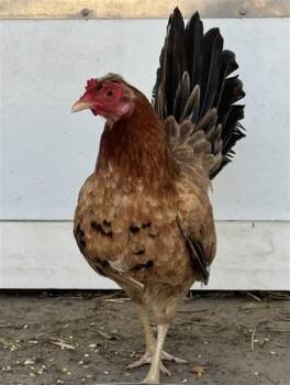 Chicken Birds Available for Adoption in San Bernardino, California - HENRIETTA | PetCurious