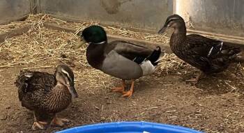 Duck Birds Available for Adoption in Riverside, California - FEATHERINA | PetCurious