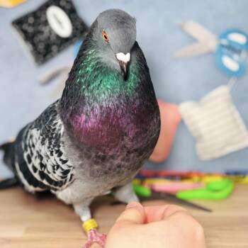 Talitha -  Pigeon Bird for Adoption in Chicago, Illinois - Talitha | PetCurious