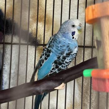 Blue -  Parakeet Bird for Adoption in Evansville, Indiana - Blue | PetCurious