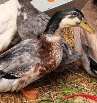Bernard -  Duck Bird for Adoption in Golden, Colorado - Bernard | PetCurious