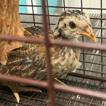 Chickadee* -  Chicken Bird for Adoption in San Gabriel, California - Chickadee* | PetCurious
